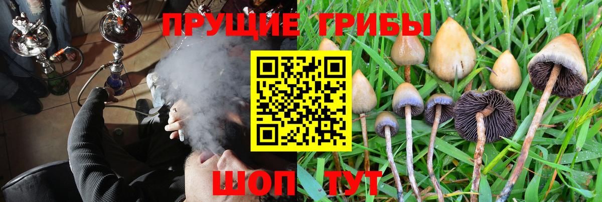 Псилоцибиновые грибы Psilocybine cubensis Кыштым